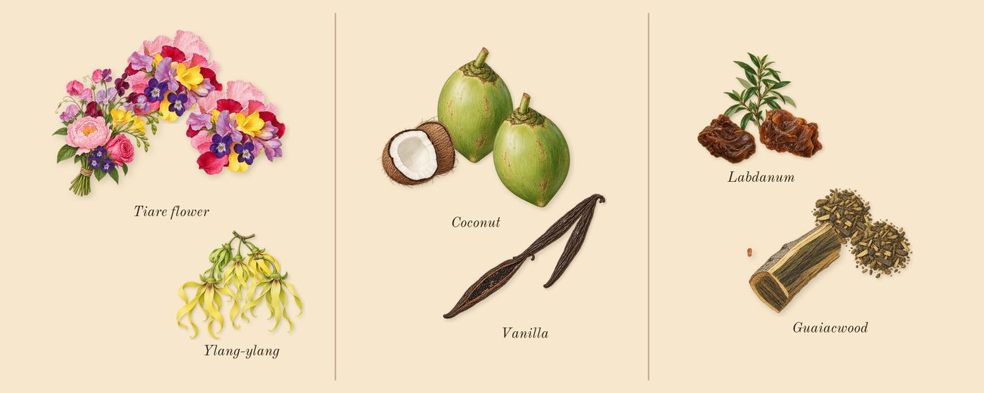 Sunkissed Goddess’s scent picture, a draft: ylang-ylang, tiare flower, coconut, vanilla, guaiacwood, labdanum drawn so far; dashed outlines where nothing is drawn yet
