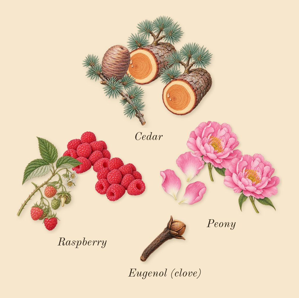 Midnight Dahlia, heart: Peony, Cedar, Raspberry, Eugenol (clove)