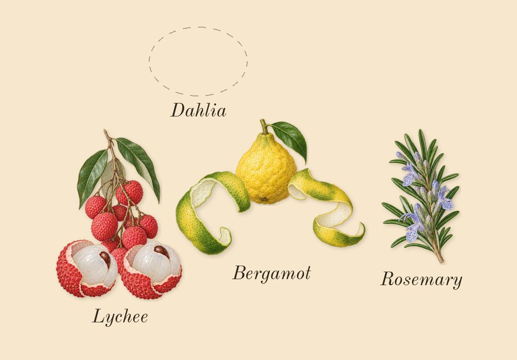 Midnight Dahlia, top notes: Lychee, Dahlia, Bergamot, Rosemary