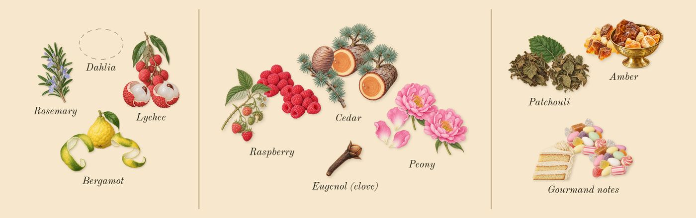 Midnight Dahlia’s scent picture, a draft: lychee, bergamot, peony, cedar, raspberry, patchouli drawn so far; dashed outlines where nothing is drawn yet