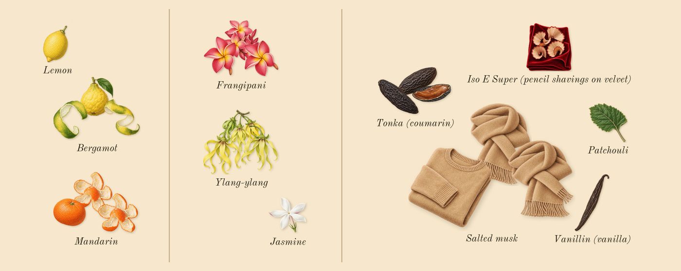 Cashmere Muse’s scent picture, a draft: bergamot, mandarin, ylang-ylang, frangipani, tonka (coumarin), salted musk drawn so far; dashed outlines where nothing is drawn yet
