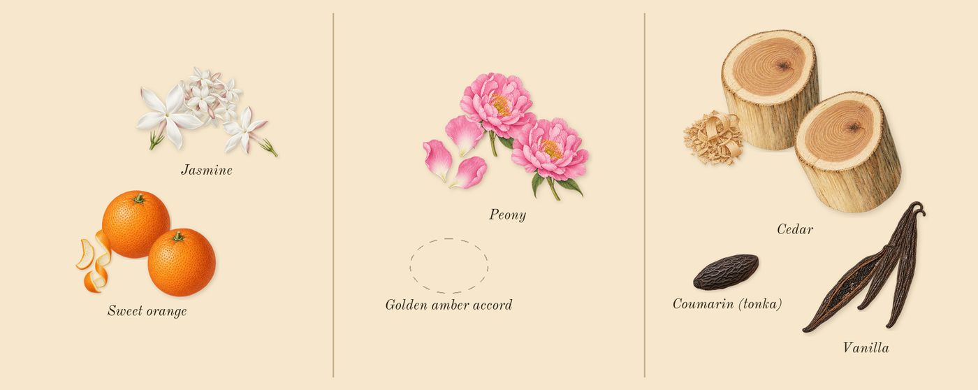 Cosmic Kylie Jenner’s scent picture, a draft: jasmine, sweet orange, peony, vanilla, cedar, coumarin (tonka) drawn so far; dashed outlines where nothing is drawn yet
