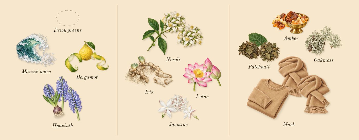 11 11 Azure’s scent picture, a draft: marine notes, hyacinth, bergamot, lotus, iris, jasmine drawn so far; dashed outlines where nothing is drawn yet