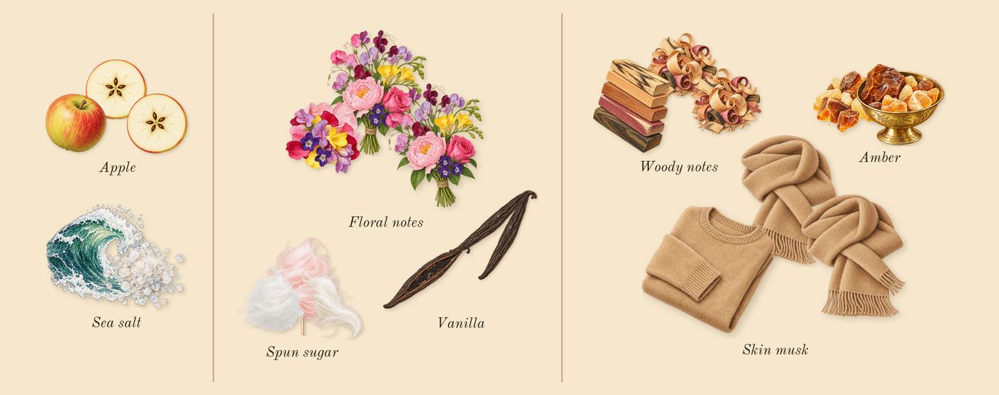 11 11 Vanilla’s scent picture, a draft: sea salt, apple, vanilla, spun sugar, floral notes, amber drawn so far; dashed outlines where nothing is drawn yet
