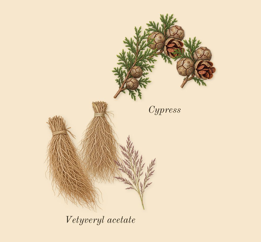 Encre Noire, top notes: Cypress, Vetyveryl acetate