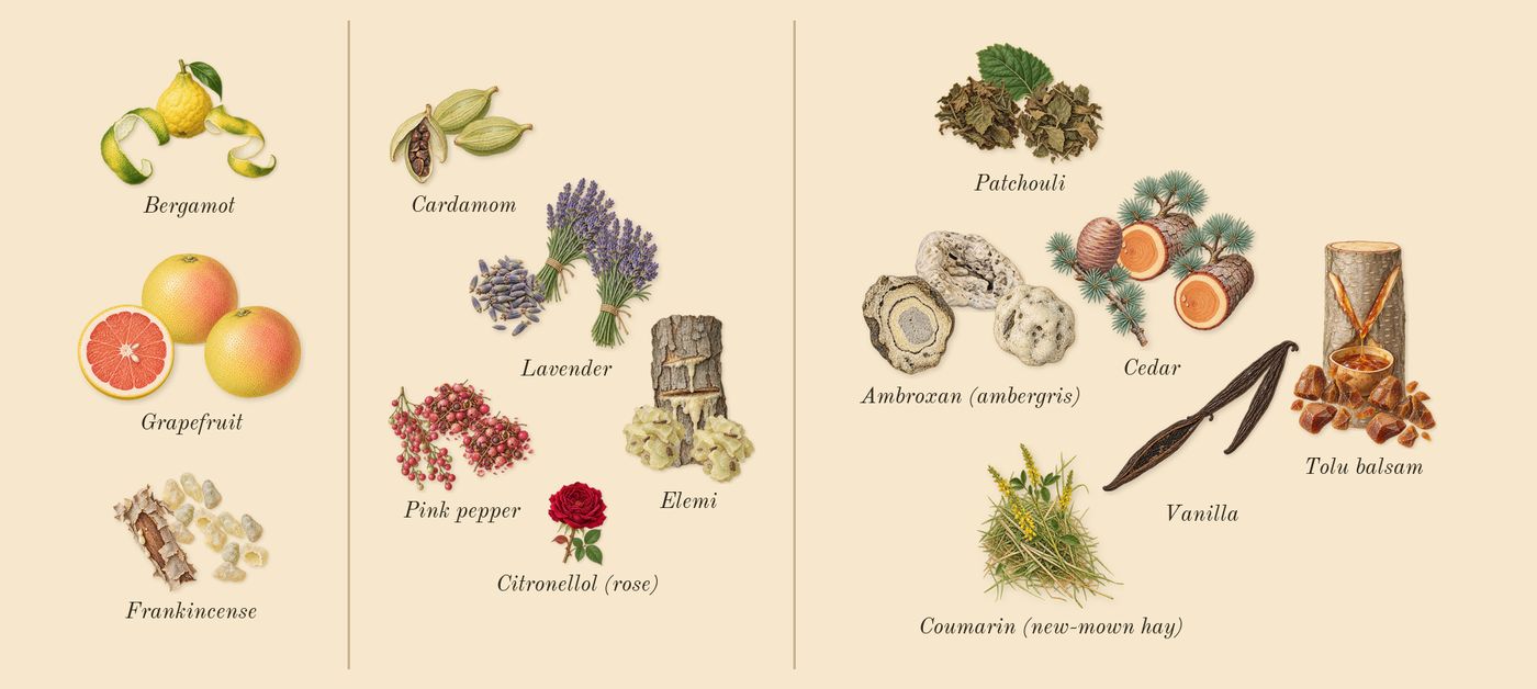 White in Black’s scent picture, a draft: bergamot, grapefruit, frankincense, cardamom, pink pepper, elemi drawn so far; dashed outlines where nothing is drawn yet