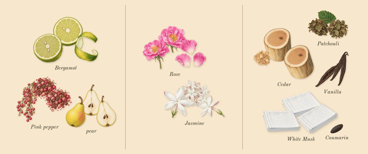 Idôle’s scent picture, a draft: bergamot, pear, pink pepper, rose, jasmine, white musk drawn so far; dashed outlines where nothing is drawn yet