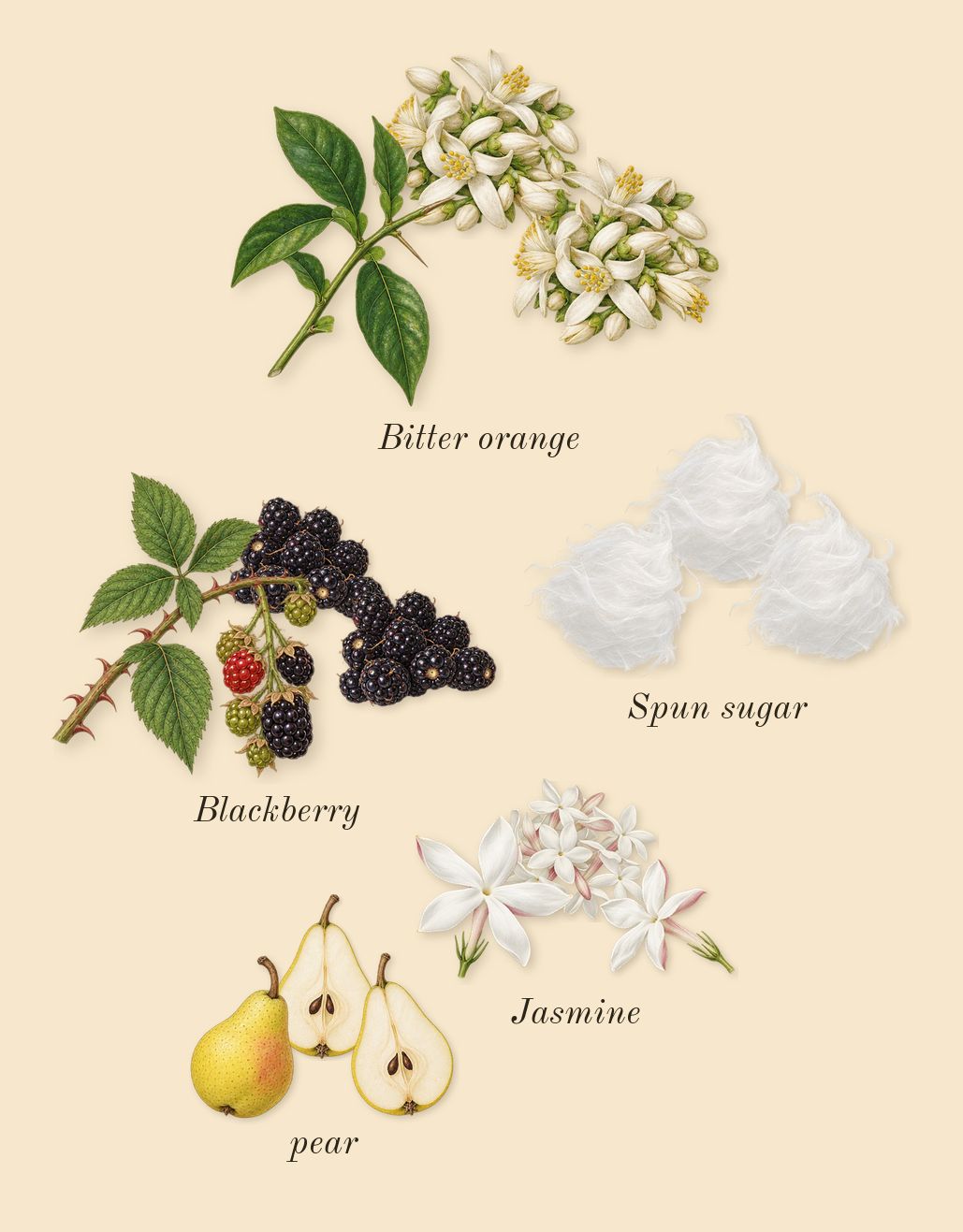La Vie Est Belle, heart: Spun sugar, pear, Blackberry, Bitter orange, Jasmine