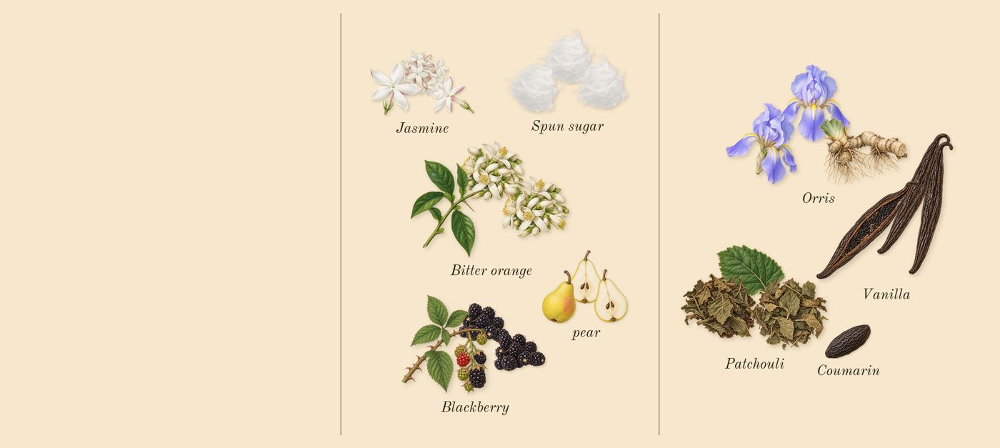 La Vie Est Belle’s scent picture, a draft: orris, patchouli, vanilla, spun sugar, pear, blackberry drawn so far; dashed outlines where nothing is drawn yet