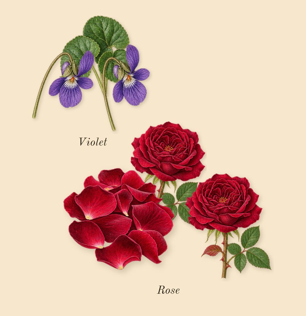 La Vie Est Belle L'Elixir, heart: Violet, Rose
