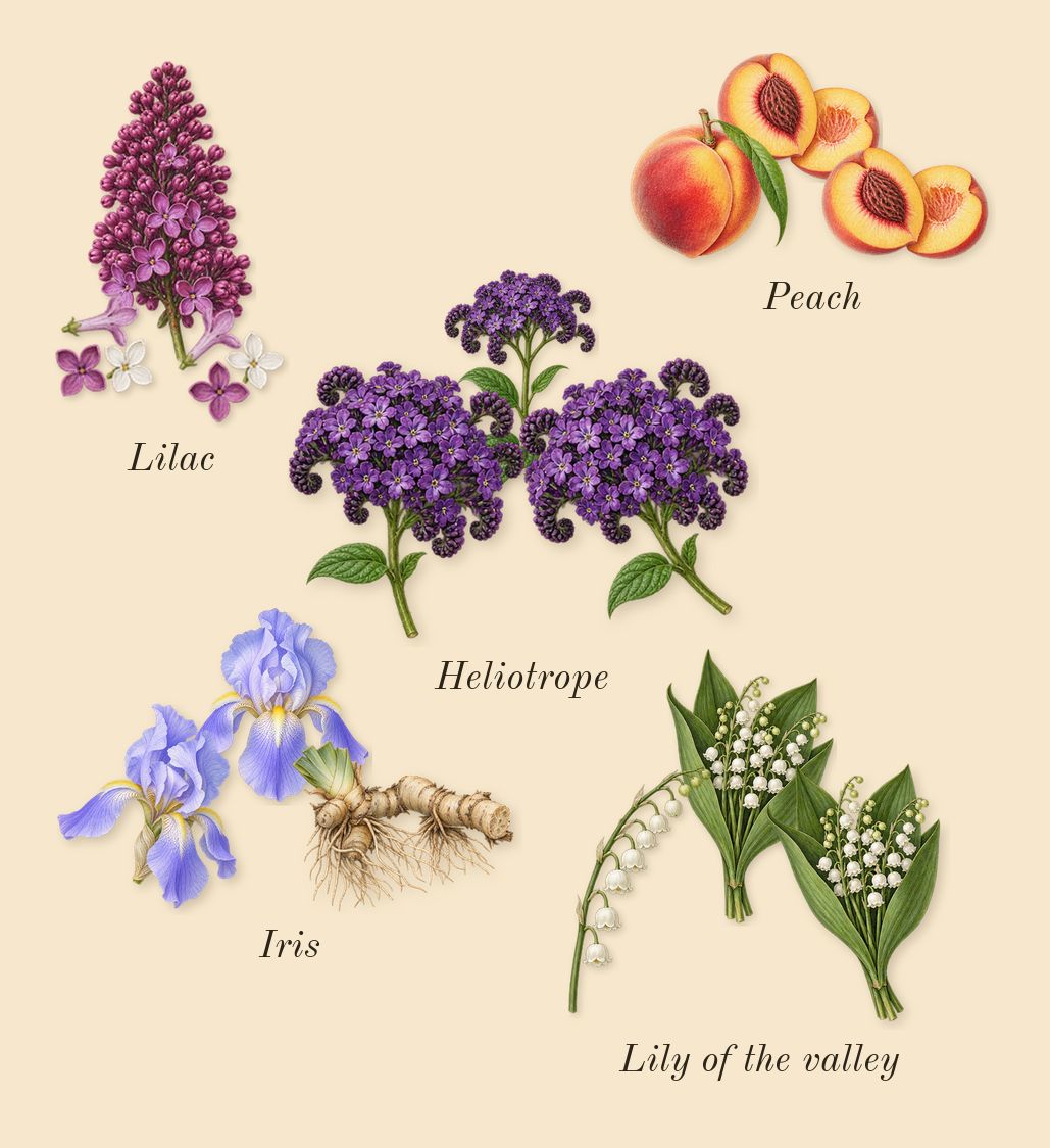 Trésor, heart: Lilac, Iris, Peach, Lily of the valley, Heliotrope