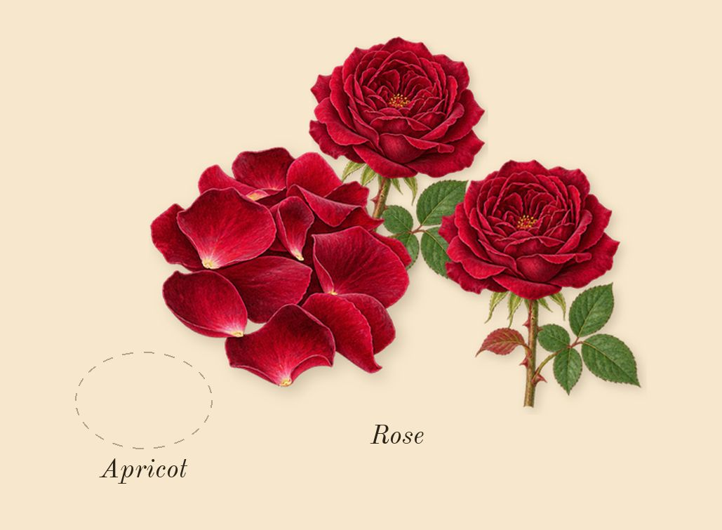 Trésor, top notes: Apricot, Rose