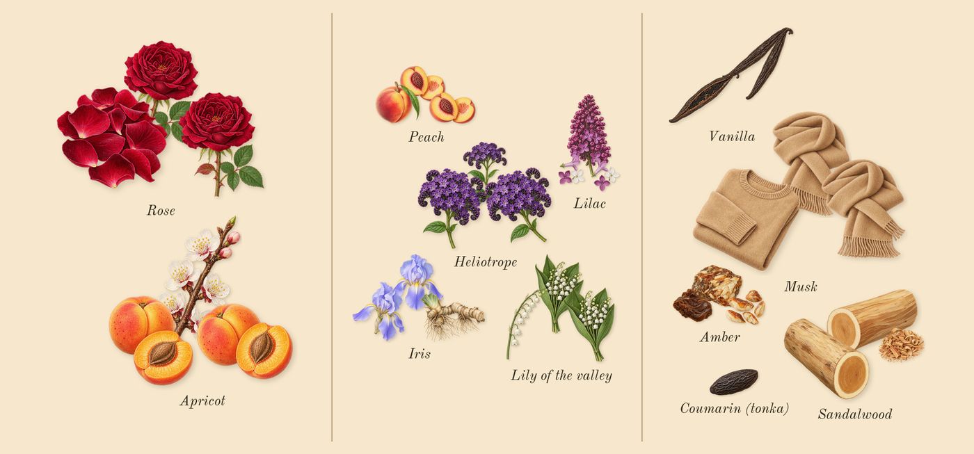 Trésor’s scent picture, a draft: rose, lilac, iris, peach, amber, sandalwood drawn so far; dashed outlines where nothing is drawn yet