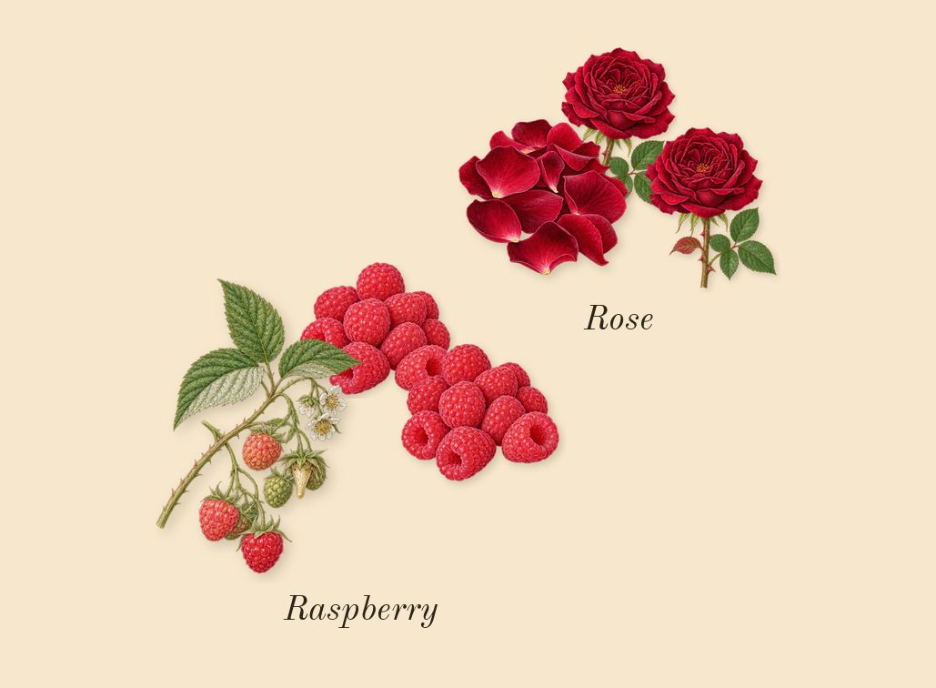 Trésor Midnight Rose, heart: Rose, Raspberry
