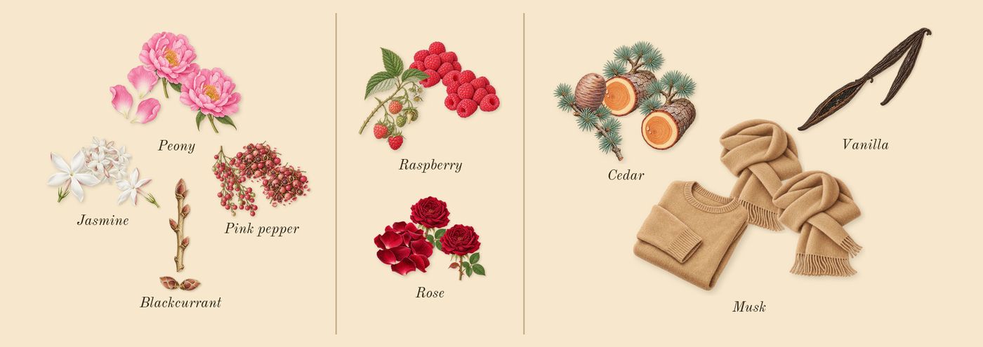 Trésor Midnight Rose’s scent picture, a draft: jasmine, peony, blackcurrant, pink pepper, rose, raspberry drawn so far; dashed outlines where nothing is drawn yet