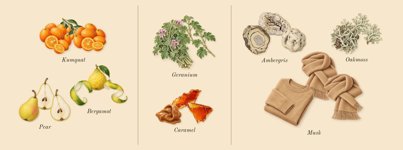 Ana Abiyedh Rouge’s scent picture, a draft: pear, kumquat, bergamot, caramel, geranium, ambergris drawn so far; dashed outlines where nothing is drawn yet