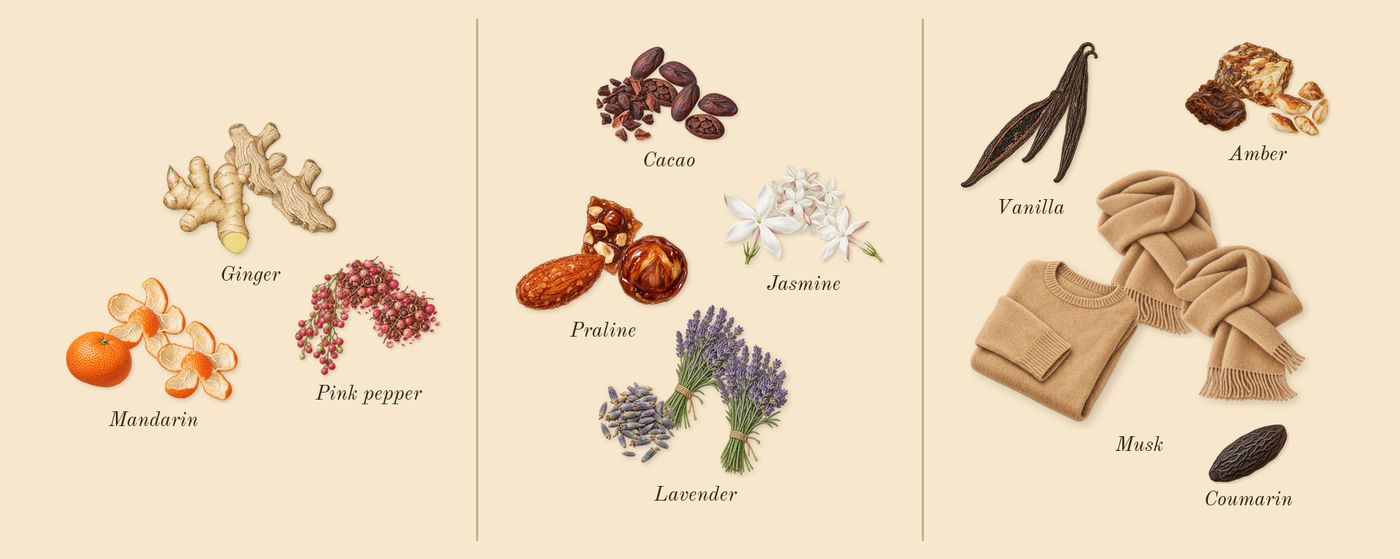 Angham’s scent picture, a draft: mandarin, ginger, pink pepper, praline, lavender, cacao drawn so far; dashed outlines where nothing is drawn yet