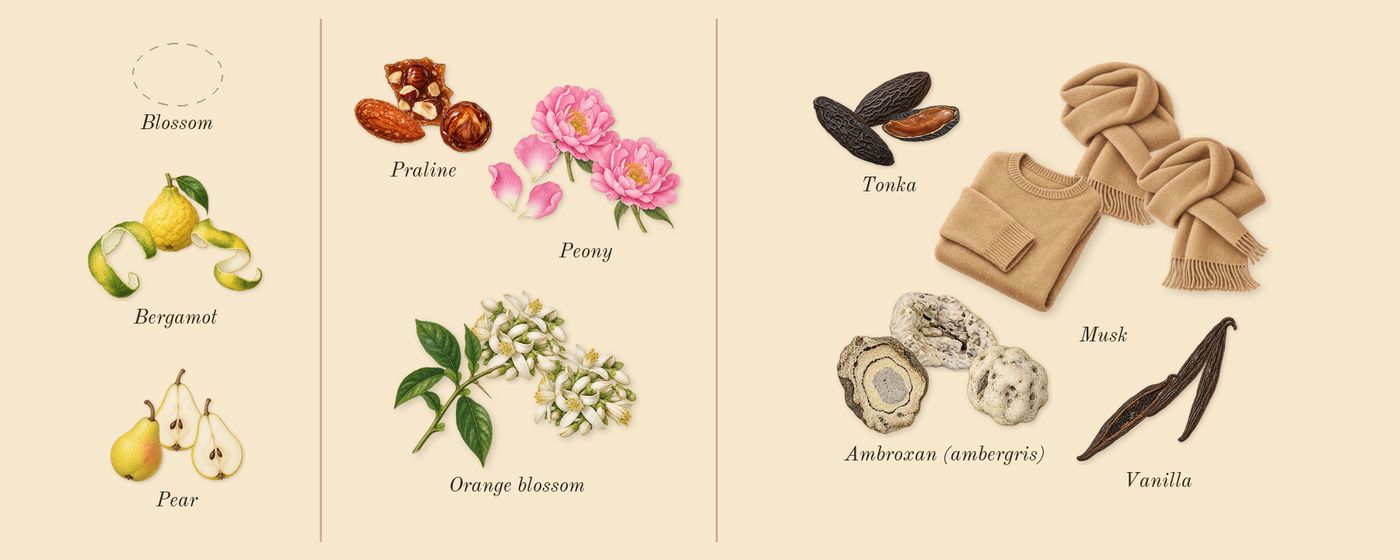 Angham Second Song’s scent picture, a draft: bergamot, pear, orange blossom, peony, praline, vanilla drawn so far; dashed outlines where nothing is drawn yet