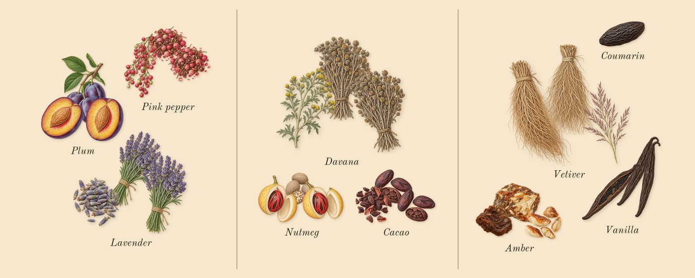 Asad Bourbon’s scent picture, a draft: pink pepper, lavender, plum, cacao, davana, nutmeg drawn so far; dashed outlines where nothing is drawn yet