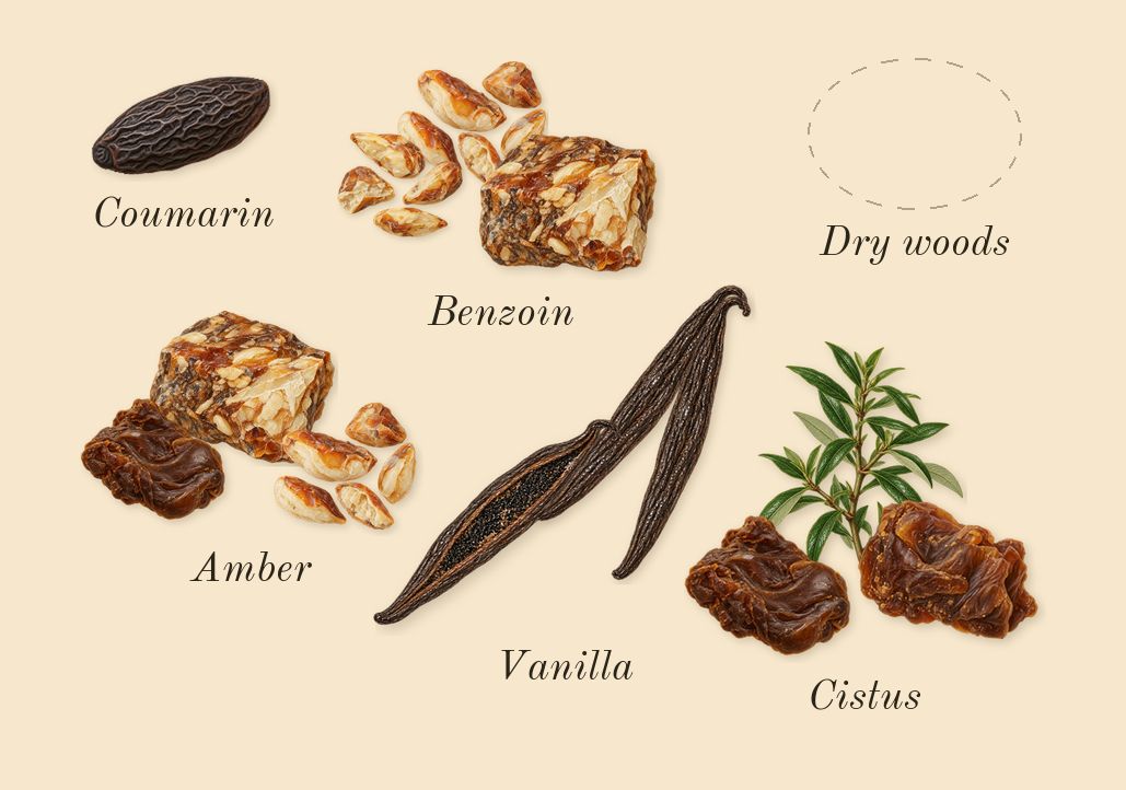 Asad, dry-down: Vanilla, Benzoin, Cistus, Coumarin