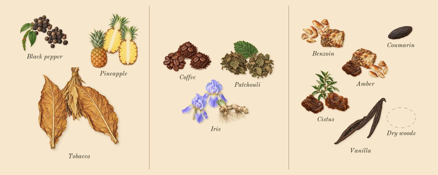 Asad’s scent picture, a draft: black pepper, pineapple, tobacco, coffee, iris, patchouli drawn so far; dashed outlines where nothing is drawn yet