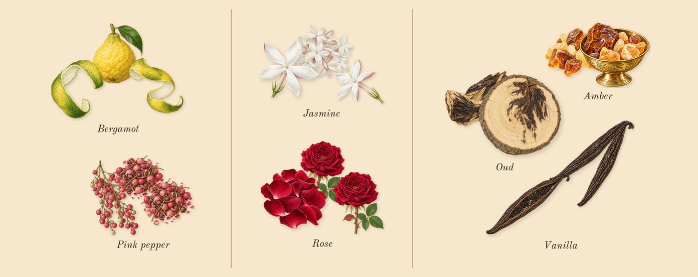 Bade'e Al Oud Amethyst’s scent picture, a draft: pink pepper, bergamot, rose, jasmine, oud, amber drawn so far; dashed outlines where nothing is drawn yet