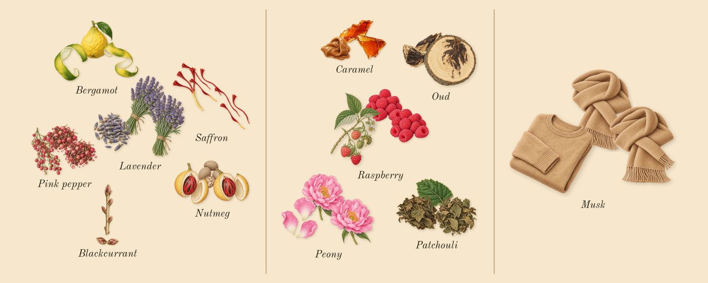 Bade'e Al Oud Oud for Glory’s scent picture, a draft: saffron, nutmeg, lavender, oud, patchouli, musk drawn so far; dashed outlines where nothing is drawn yet