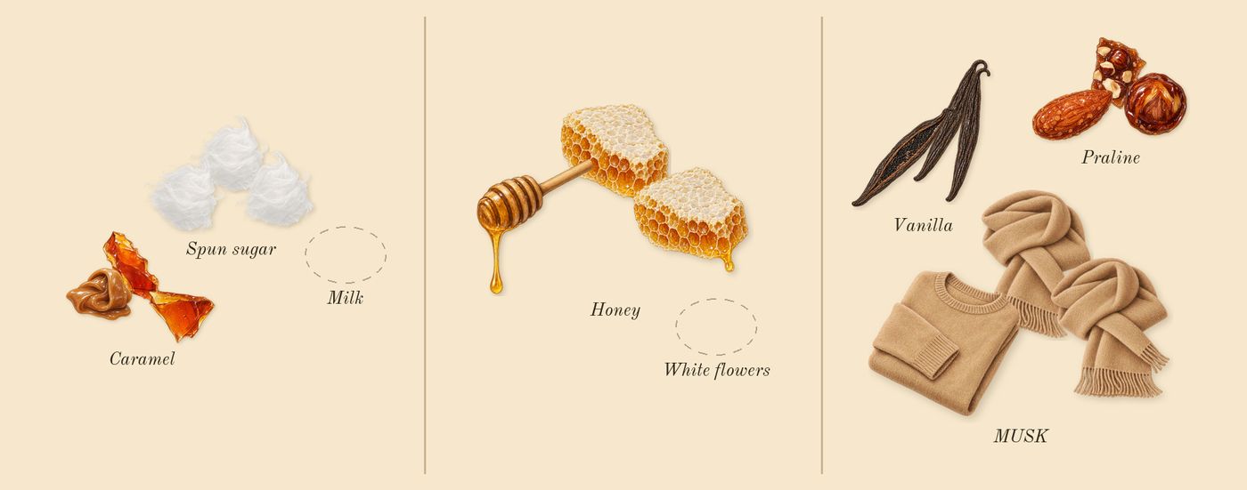 Eclaire’s scent picture, a draft: caramel, spun sugar, honey, vanilla, praline, musk drawn so far; dashed outlines where nothing is drawn yet