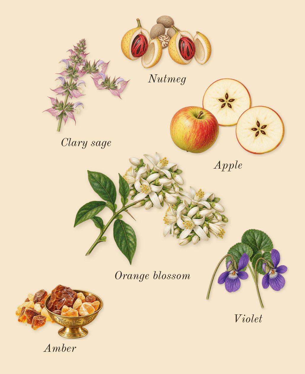 Fakhar Black, heart: Violet, Amber, Apple, Clary sage, Orange blossom, Nutmeg