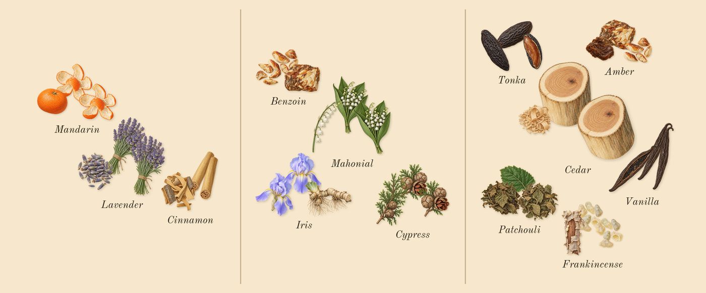 His Confession’s scent picture, a draft: mandarin, cinnamon, lavender, iris, benzoin, mahonial drawn so far; dashed outlines where nothing is drawn yet