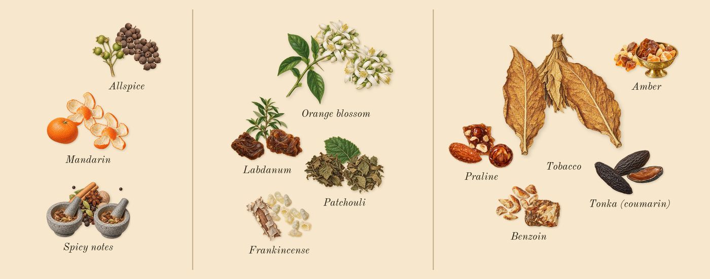 Khamrah Dukhan’s scent picture, a draft: spicy notes, allspice, mandarin, frankincense, labdanum, orange blossom drawn so far; dashed outlines where nothing is drawn yet