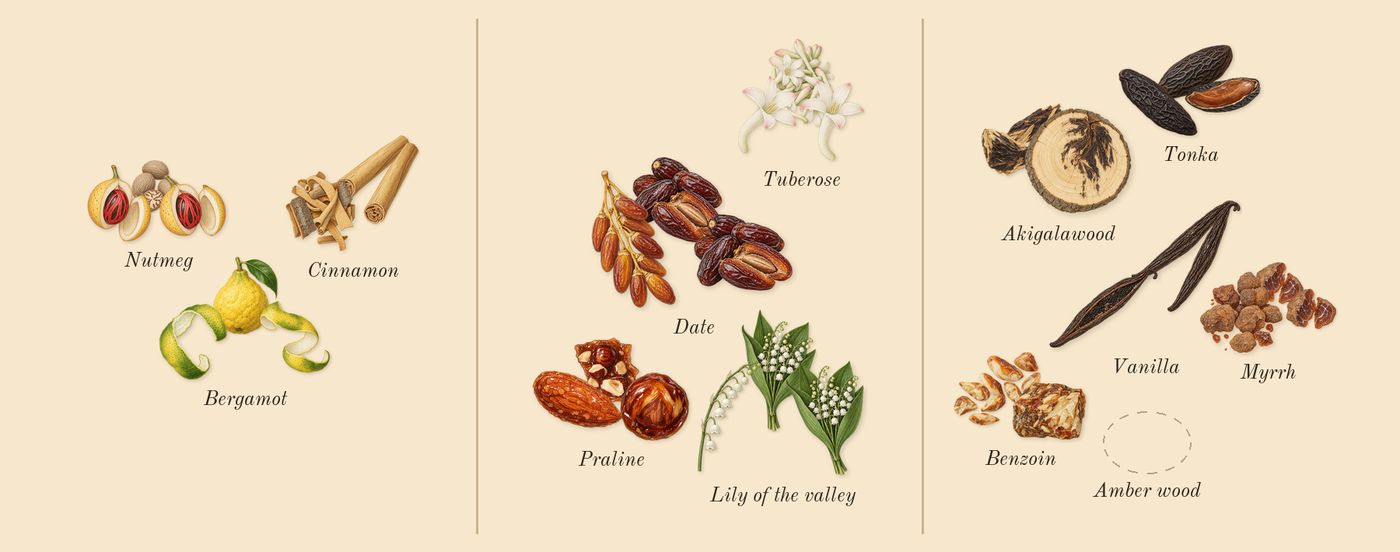Khamrah’s scent picture, a draft: bergamot, cinnamon, nutmeg, lily of the valley, praline, tuberose drawn so far; dashed outlines where nothing is drawn yet