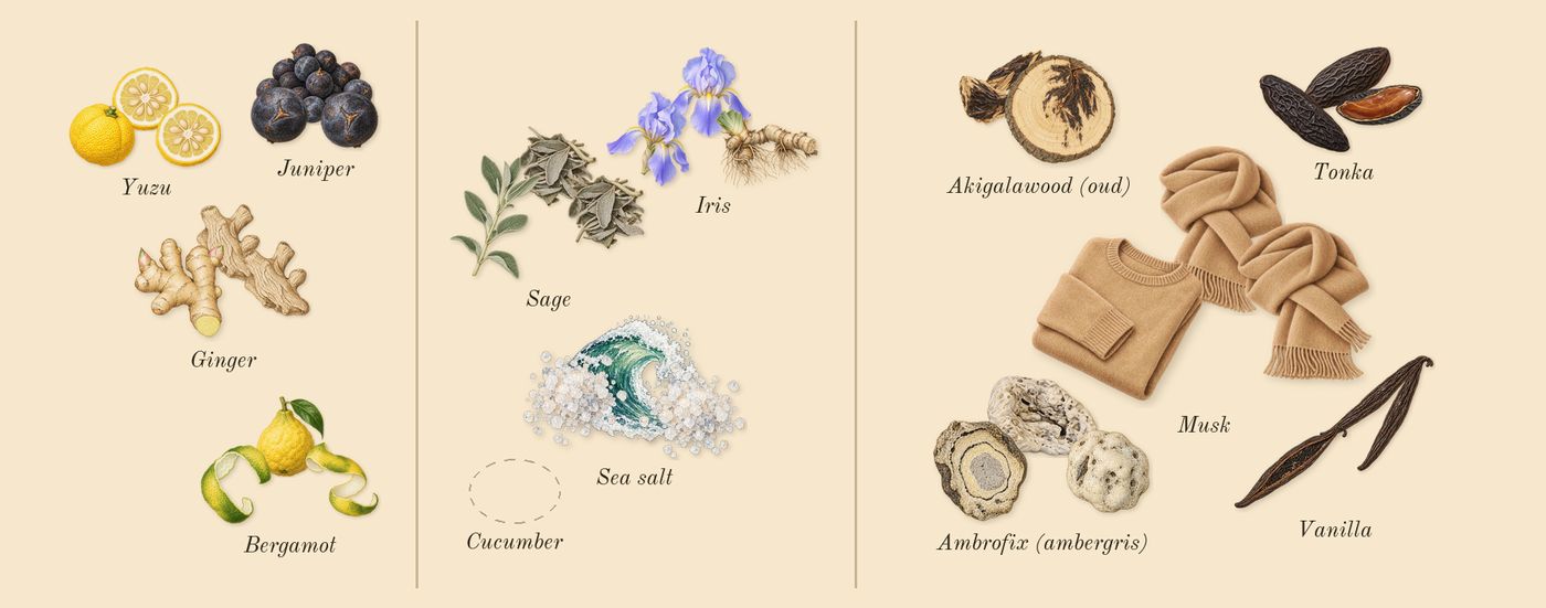 Khamrah Waha’s scent picture, a draft: bergamot, juniper, yuzu, ginger, iris, sage drawn so far; dashed outlines where nothing is drawn yet