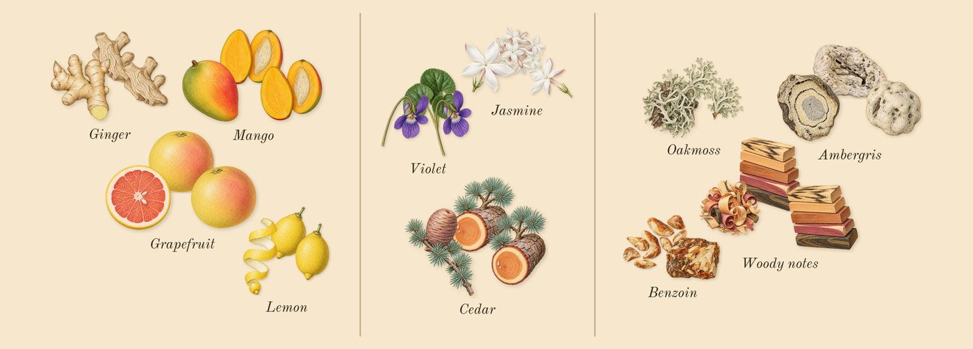 Opulent Dubai’s scent picture, a draft: lemon, ginger, grapefruit, mango, jasmine, violet drawn so far; dashed outlines where nothing is drawn yet