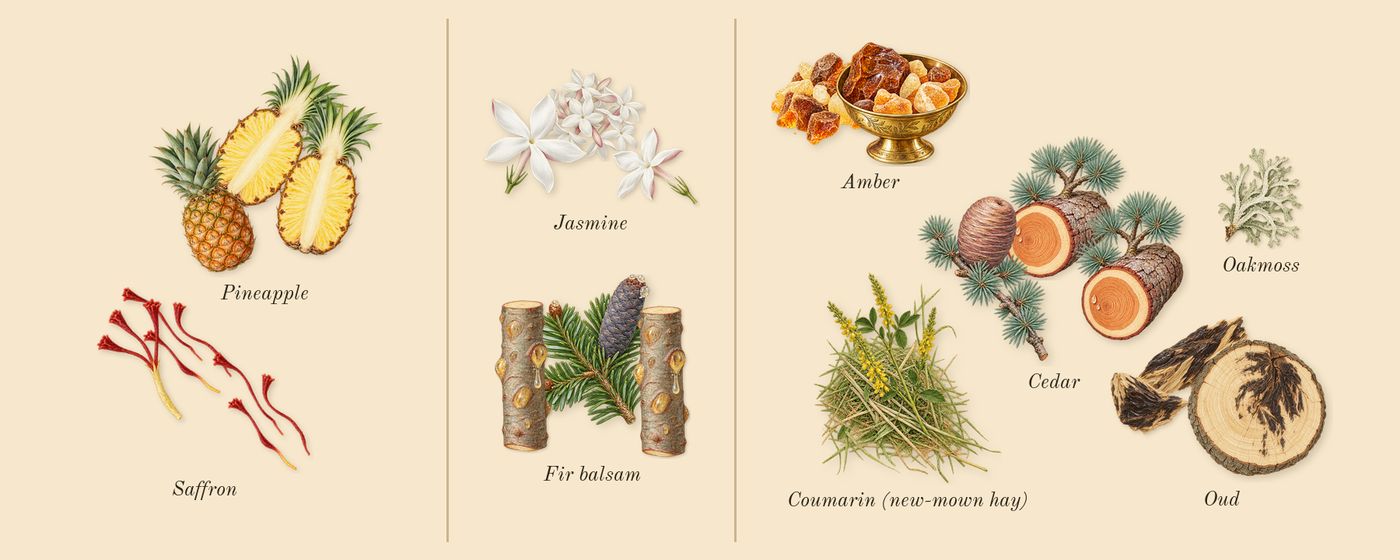 Qaed Al Fursan’s scent picture, a draft: saffron, pineapple, jasmine, fir balsam, oud, cedar drawn so far; dashed outlines where nothing is drawn yet