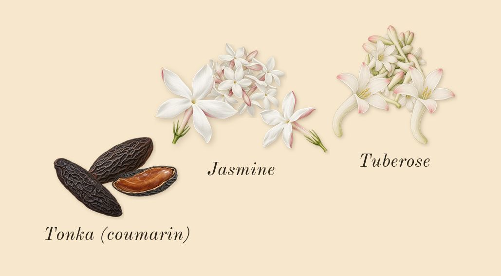 Qimmah for Women, heart: Jasmine, Tuberose, Tonka (coumarin)