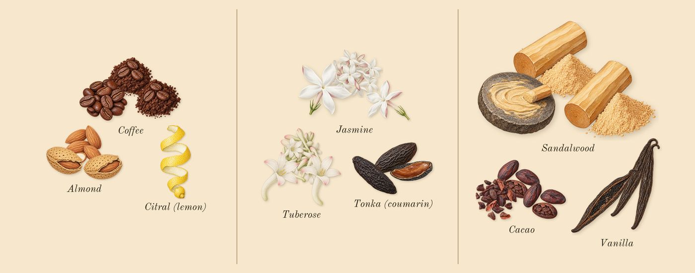 Qimmah for Women’s scent picture, a draft: almond, coffee, jasmine, tuberose, tonka (coumarin), cacao drawn so far; dashed outlines where nothing is drawn yet
