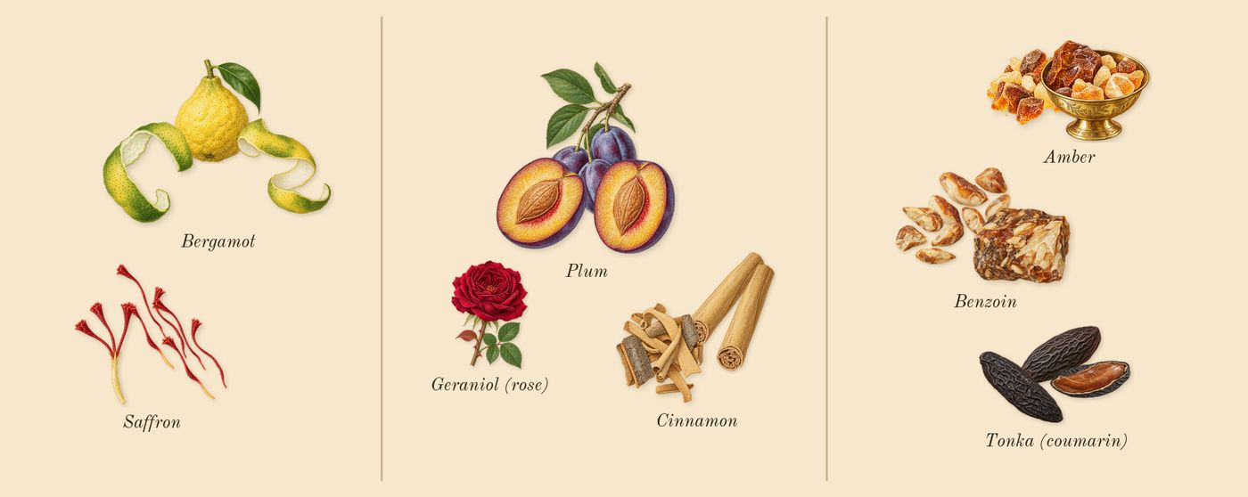 Teriaq Intense’s scent picture, a draft: bergamot, saffron, plum, cinnamon, tonka (coumarin), amber drawn so far; dashed outlines where nothing is drawn yet