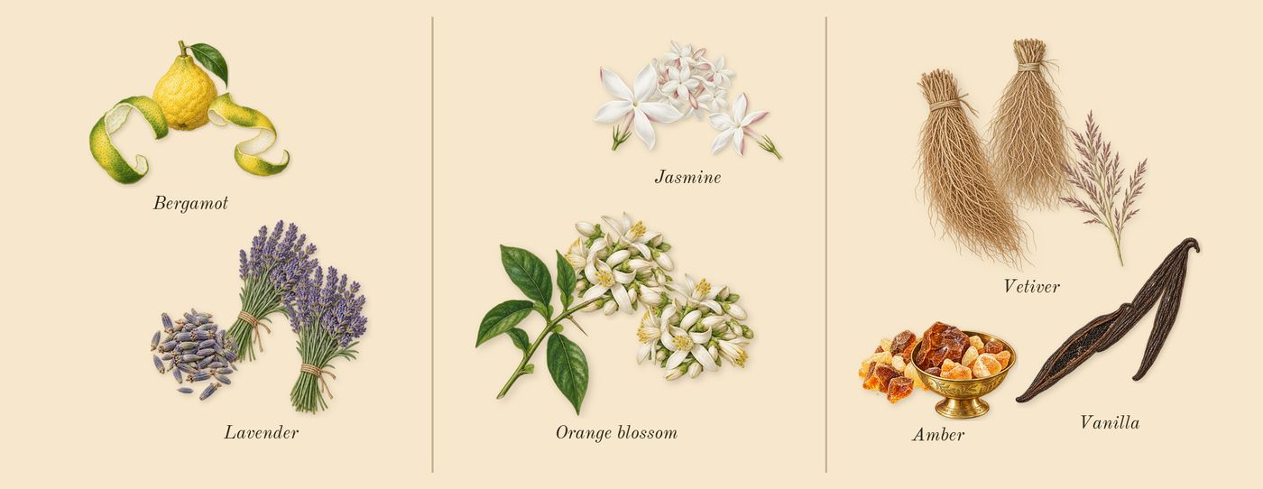 Tharwah Gold’s scent picture, a draft: lavender, bergamot, orange blossom, jasmine, vanilla, vetiver drawn so far; dashed outlines where nothing is drawn yet