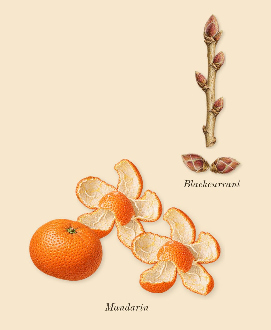 Yara Candy, top notes: Mandarin, Blackcurrant