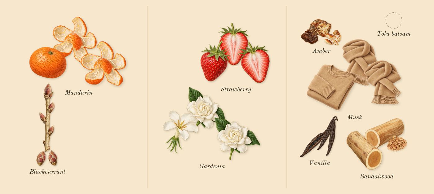 Yara Candy’s scent picture, a draft: mandarin, blackcurrant, strawberry, gardenia, sandalwood, vanilla drawn so far; dashed outlines where nothing is drawn yet