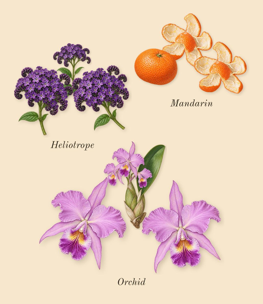Yara, top notes: Mandarin, Heliotrope, Orchid