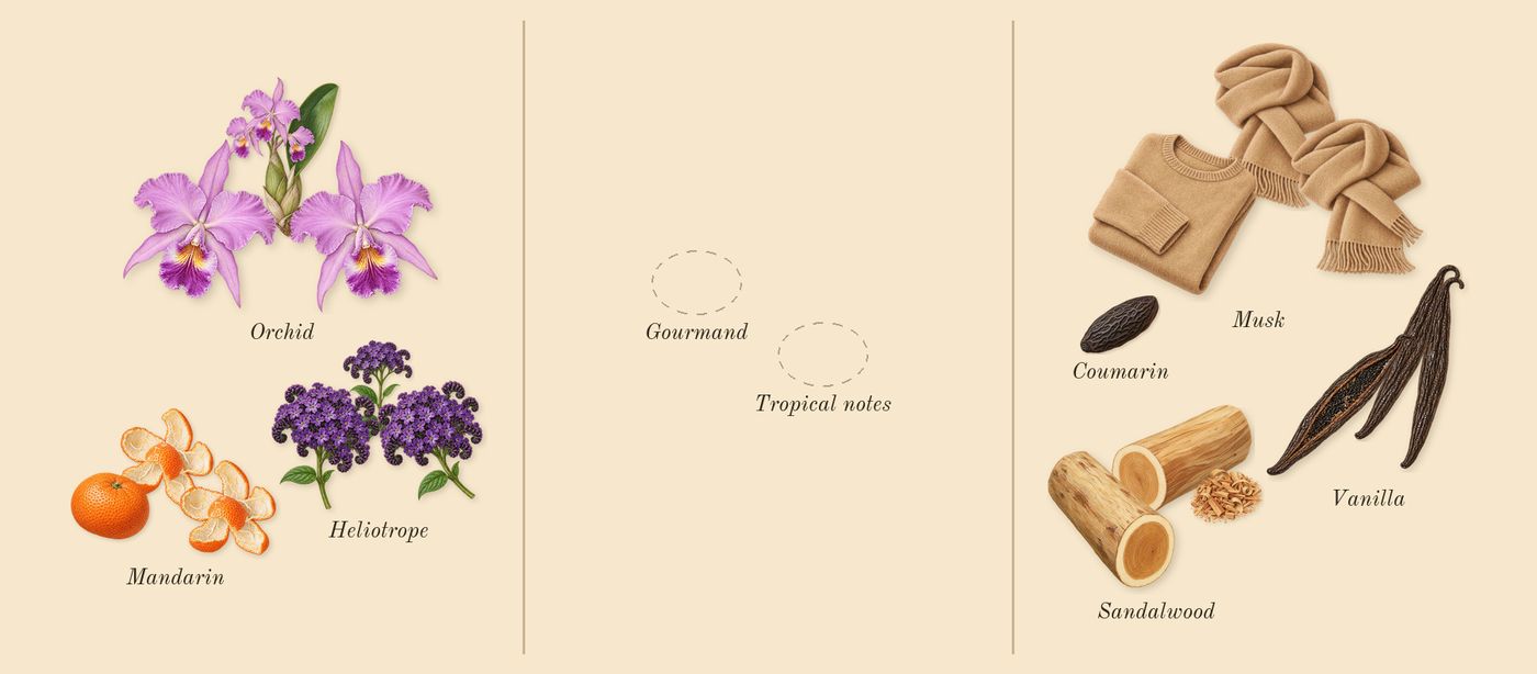 Yara’s scent picture, a draft: mandarin, heliotrope, orchid, vanilla, sandalwood, musk drawn so far; dashed outlines where nothing is drawn yet