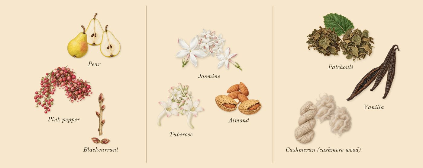 Yara Moi’s scent picture, a draft: pear, pink pepper, blackcurrant, tuberose, jasmine, almond drawn so far; dashed outlines where nothing is drawn yet