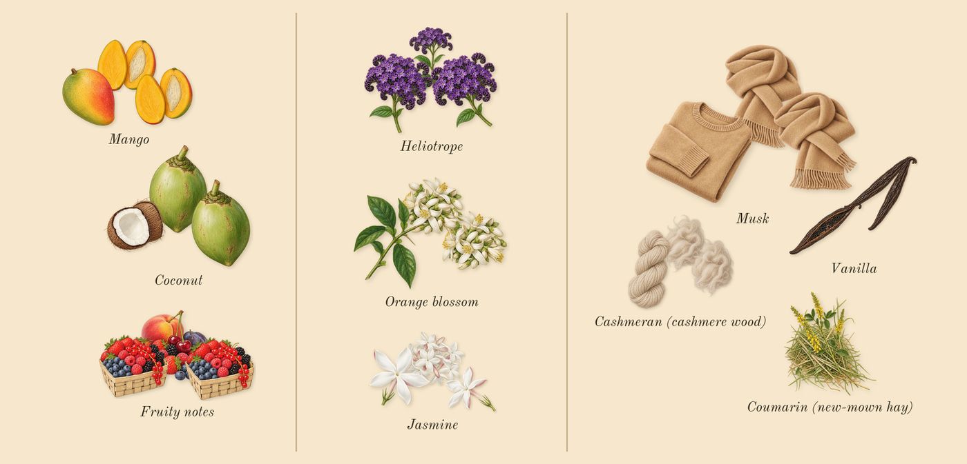 Yara Tous’s scent picture, a draft: coconut, mango, fruity notes, jasmine, heliotrope, orange blossom drawn so far; dashed outlines where nothing is drawn yet