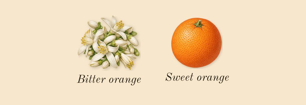 Aldehyde 44, top notes: Sweet orange, Bitter orange