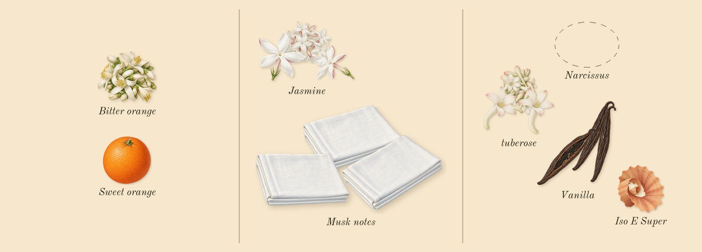 Aldehyde 44’s scent picture, a draft: jasmine, tuberose, musk notes, vanilla, sweet orange, bitter orange drawn so far; dashed outlines where nothing is drawn yet