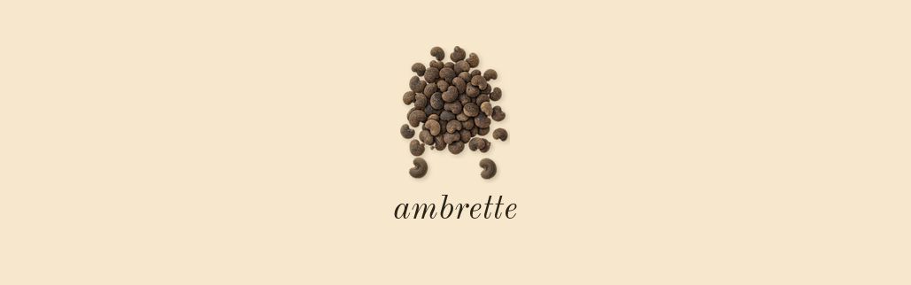Ambrette 9, dry-down: ambrette