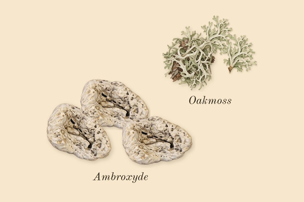 Another 13, dry-down: Ambroxyde, Oakmoss