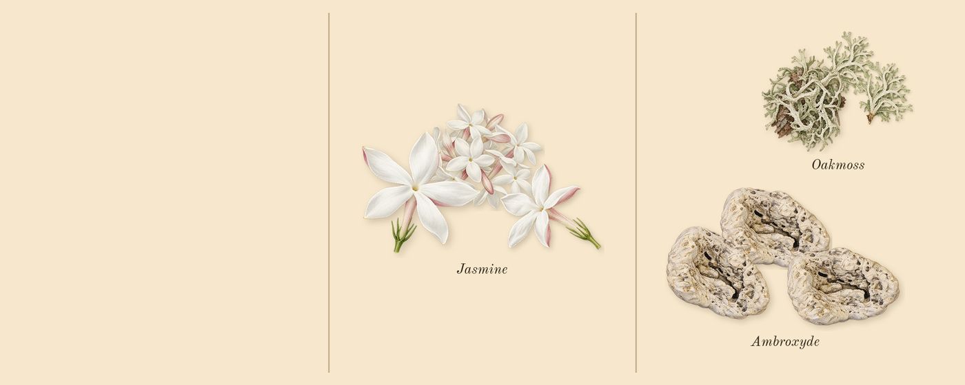 Another 13’s scent picture, a draft: ambroxyde, jasmine, oakmoss drawn so far; dashed outlines where nothing is drawn yet